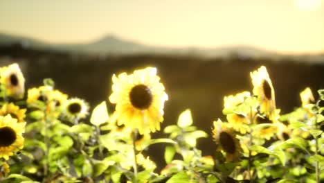 Sonnenblumenfeld-An-Einem-Warmen-Sommerabend